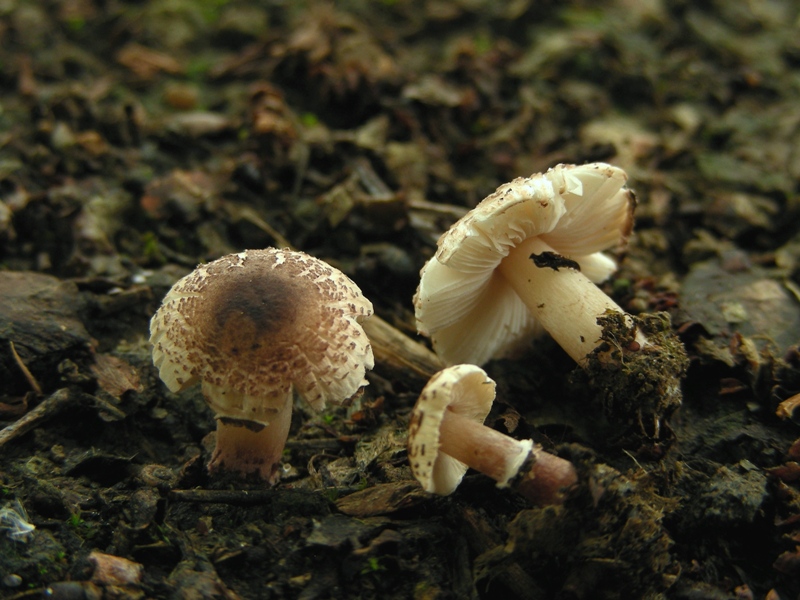 Lepiota lilacea (cfr. anche Lepiota rhyparophora)